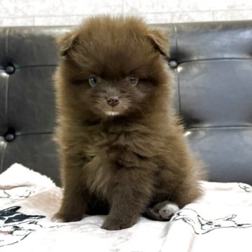 ポメラニアン【大分県・女の子・2025年7月14日・チョコレート】の写真「レアカラー🧡」