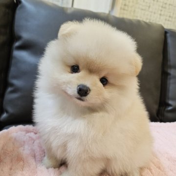 ポメラニアン【大分県・男の子・2024年9月17日・クリーム】の写真「お鼻も足も短い、毛量も多いくまさん🐻‍❄️💓」