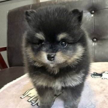 ポメラニアン【大分県・男の子・2025年8月1日・ブラックタン】の写真「きゅるるんおめめが可愛い🧸💗
グリーン君💚」