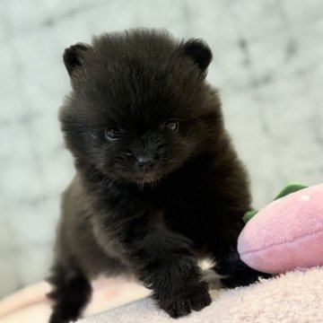 ポメラニアン【大分県・女の子・2025年7月14日・ブラック】の写真「とても可愛いお顔をしています💖」