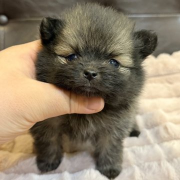 ポメラニアン【大分県・男の子・2025年10月18日・オレンジセーブル】の写真「お鼻・足・胴短め💓爆毛まん丸の男の子です❗️」