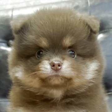 ポメラニアン【大分県・女の子・2025年7月14日・チョコタン】の写真「こんなに整ったお顔の子は他には居ません😆」
