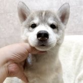 シベリアンハスキー