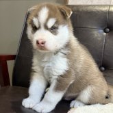 シベリアンハスキー