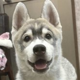 シベリアンハスキー