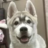 シベリアンハスキー