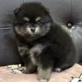 ポメラニアン