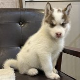 シベリアンハスキー