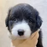 ボーダーコリー