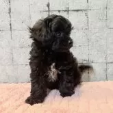 チワプー(チワワ×トイプードル)【大分県・男の子・2025年5月20日・ブラック】の写真3