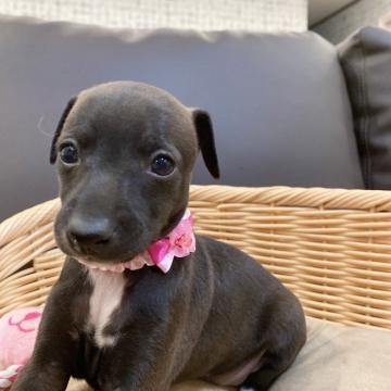 イタリアングレーハウンド【大分県・女の子・2022年5月17日・シール&ホワイト】の写真「口周りも厚く、美形の女の子です💓」
