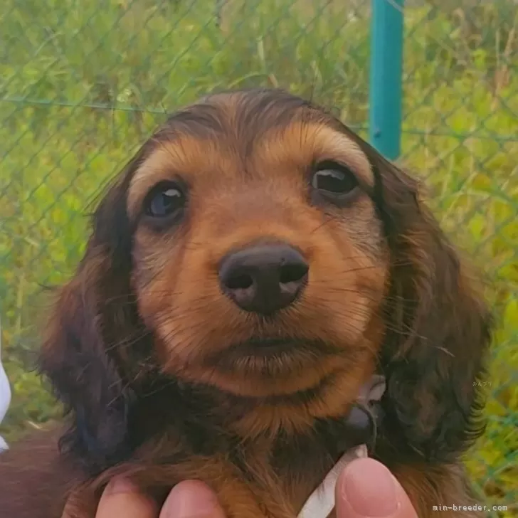 ID:2406-00507の子犬