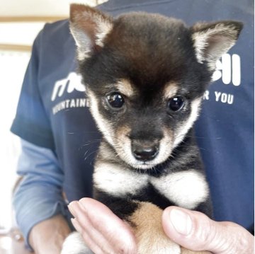 柴犬(豆柴)【熊本県・女の子・2025年7月15日・黒】の写真「💖豆柴💖愛らしくてとっても可愛い女の子🌺」