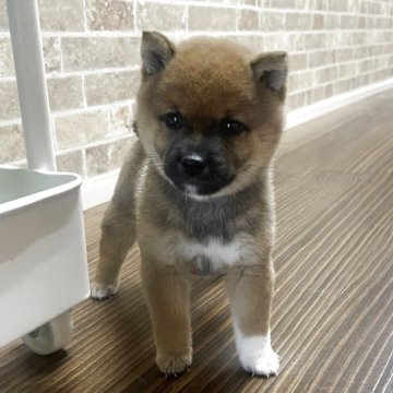 柴犬(豆柴)【熊本県・男の子・2025年6月14日・赤】の写真「🍀豆柴🍀甘えん坊さんの男の子💖🐾🐾🐾」