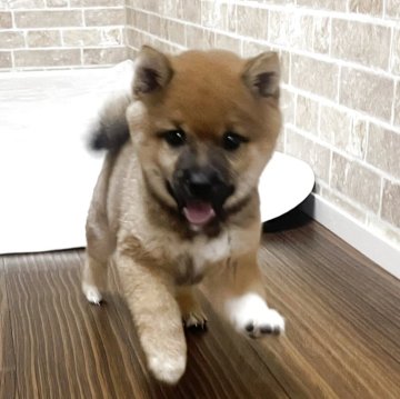 柴犬(豆柴)【熊本県・男の子・2025年6月14日・赤】の写真「🍀豆柴🍀💖甘えん坊さんの男の子💖🍀💖」
