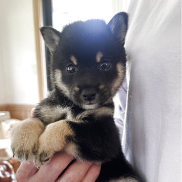 柴犬(豆柴)【熊本県・男の子・2025年7月15日・黒】の写真「☘️豆柴🍀💖とっても愛らしく可愛い男の子です」