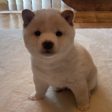 柴犬(豆柴)【熊本県・男の子・2024年9月25日・白】の写真「💜豆柴💜元気で明るい男の子☘️」