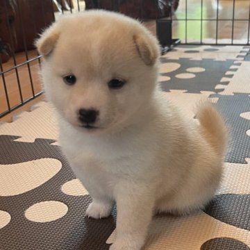 柴犬(豆柴)【熊本県・女の子・2023年4月7日・白】の写真「💖豆柴💖ふわふわの愛らしい女の子💕🐾」