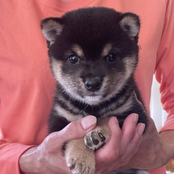 柴犬(豆柴)【熊本県・男の子・2024年7月20日・黒】の写真「🧡豆柴🧡キュートな男の子💚」