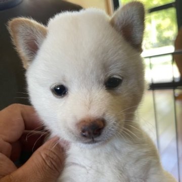 柴犬(豆柴)【熊本県・男の子・2023年5月27日・白】の写真「❤️豆柴❤️真っ白な甘えん坊さんの男の子🍀🐾」