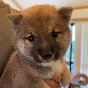 柴犬(豆柴)【熊本県・男の子・2023年5月23日・赤】の写真「🐾🌷豆柴🌷🐾たぬき顔の愛らしい男の子💖」