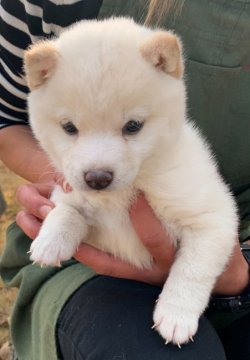 柴犬(豆柴)【熊本県・男の子・2020年10月10日・白】の写真「✨豆柴✨明るく元気いっぱいの男の子です🍀」