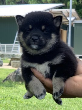 柴犬(豆柴)【熊本県・女の子・2019年5月10日・黒】の写真「⭐豆柴⭐まん丸でおしとやかな女の子です❤️」