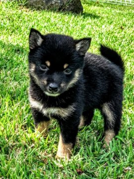 柴犬(豆柴)【熊本県・男の子・2019年8月22日・黒】の写真「💕豆柴💕丸くてころころ元気な男の子です🍀」