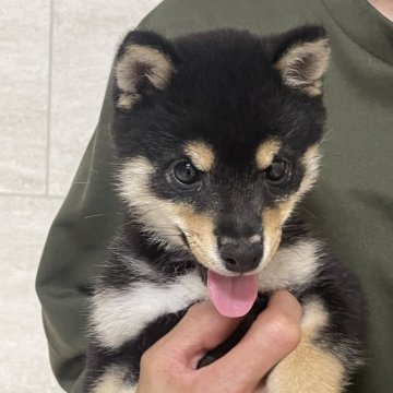 柴犬(豆柴)【熊本県・男の子・2024年5月4日・黒】の写真「💖豆柴💖とっても可愛い甘えん坊さんの男の子☘️」
