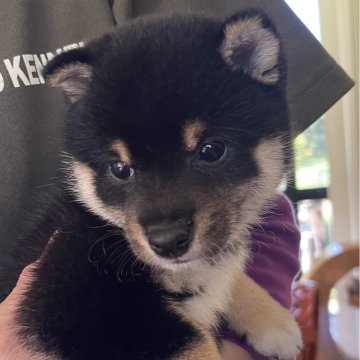 柴犬(豆柴)【熊本県・男の子・2023年6月3日・黒】の写真「🍀豆柴🍀可愛い元気な男の子💖🐾🐾🐾」