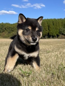 柴犬(豆柴)【熊本県・男の子・2021年8月20日・黒】の写真「🍀豆柴🍀明るく元気な男の子💕🐾」