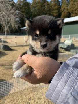柴犬(豆柴)【熊本県・男の子・2019年11月24日・黒】の写真「🌟豆柴🌟小さくて愛らしい男の子です🍀」