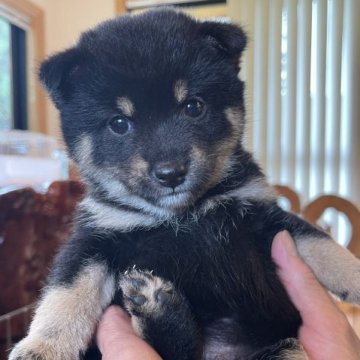 柴犬(豆柴)【熊本県・女の子・2023年4月28日・黒】の写真「💖豆柴💖お目めクリクリ可愛い女の子🌷🐾」