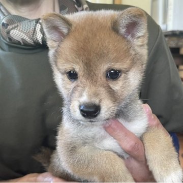 柴犬(豆柴)【熊本県・男の子・2023年6月3日・赤】の写真「⭐️豆柴⭐️可愛いくて元気な男の子💓🐾」