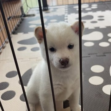 柴犬(豆柴)【熊本県・女の子・2023年6月17日・白】の写真「💖豆柴💖おっとり優しい女の子💕⭐️」