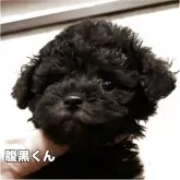 ティーカッププードル