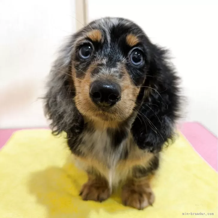ID：2503-06968の子犬