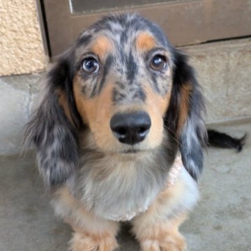 ミニチュアダックスフンド(ロング)【京都府・男の子・2025年6月23日・シルバーダップル】の写真「しっかりボディ♡可愛いお顔の男の子」