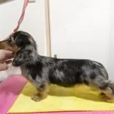 ミニチュアダックスフンド(ロング)【京都府・男の子・2025年6月23日・シルバーダップル】の写真7「構成も綺麗な子です♡」