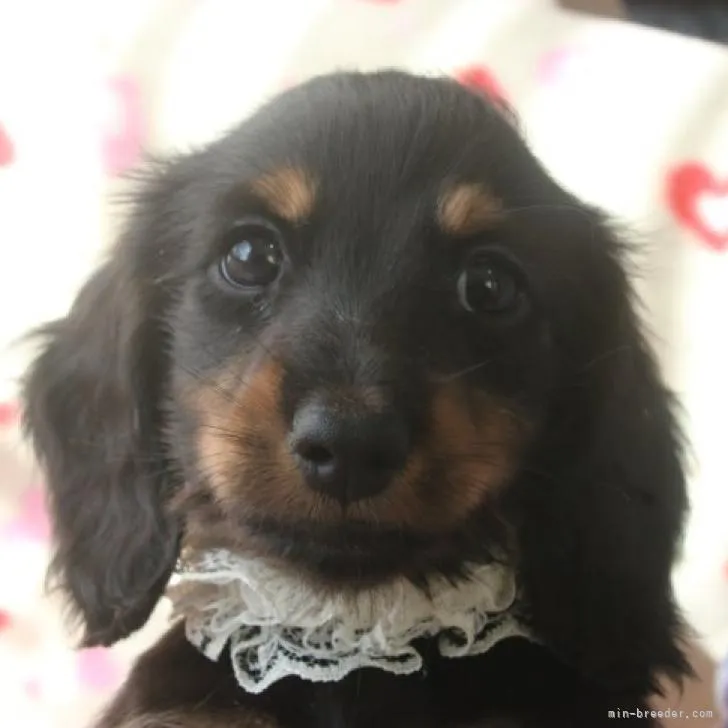 ID：2212-00885の子犬