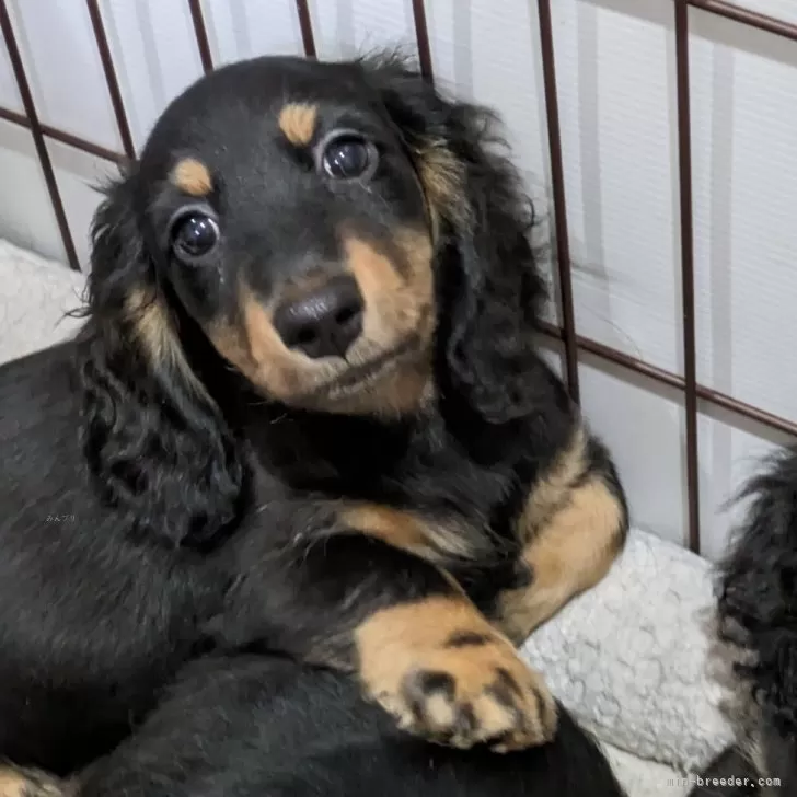 ID：2405-05122の子犬