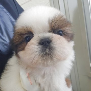 シーズー【福岡県・男の子・2025年12月17日・ホワイト&ゴールド】の写真「イケメンな男の子♂️最終値下げ」