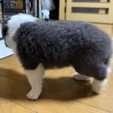 ボーダーコリー【香川県・男の子・2025年8月15日・ブルー&ホワイト】の写真5