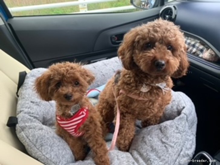 健康診断やワクチンなど定期的に獣医さんとこに行きます｜清水　真由美(しみず　まゆみ)ブリーダー(愛知県・トイプードル・JKC登録)の紹介写真10