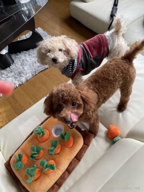 居住スペースで過ごす子もいます。｜清水　真由美(しみず　まゆみ)ブリーダー(愛知県・トイプードル・JKC登録)の紹介写真2