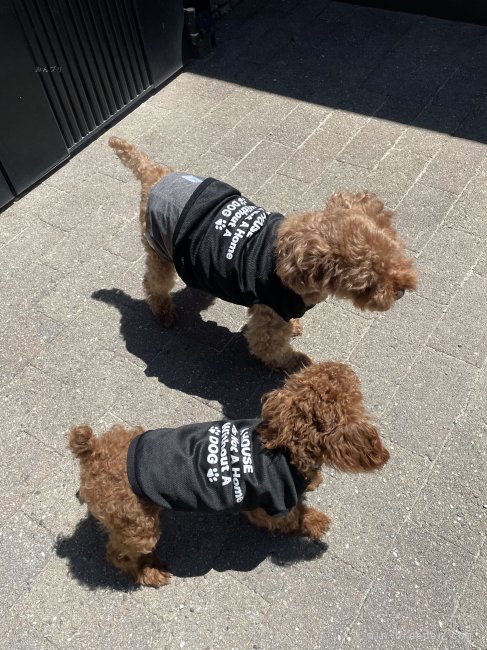 悪天候時以外はお外遊びをします。｜清水　真由美(しみず　まゆみ)ブリーダー(愛知県・トイプードル・JKC登録)の紹介写真4