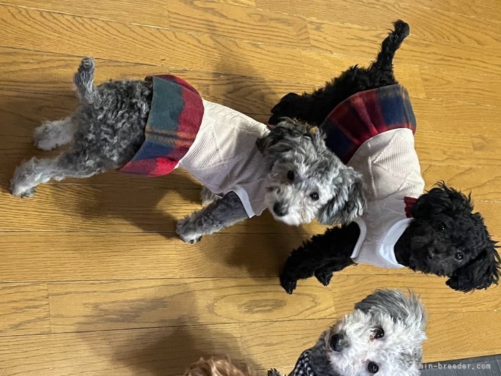 シルバー、黒プーもいます！｜清水　真由美(しみず　まゆみ)ブリーダー(愛知県・トイプードル・JKC登録)の紹介写真8