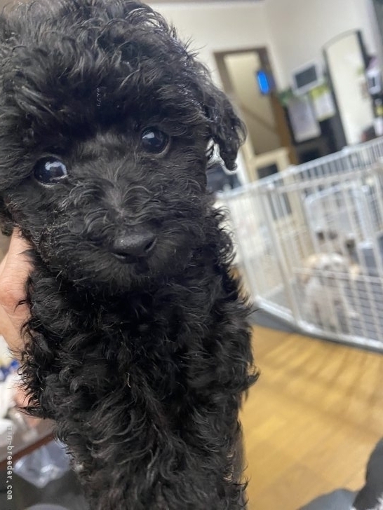 清水真由美ブリーダーのブログ：りりBaby 一部掲載はじめました