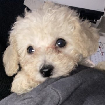 トイプードル(タイニー)【愛知県・男の子・2025年8月27日・クリーム】の写真「クリクリな目で見つめてくるのでキュンです🫰」