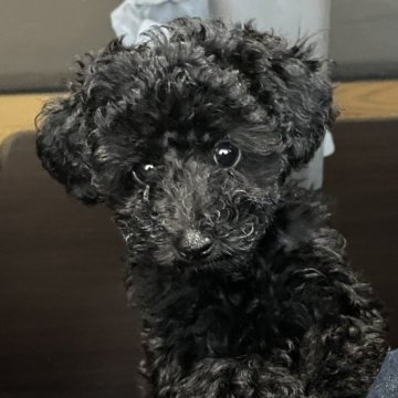トイプードル(タイニー)【愛知県・女の子・2025年8月27日・ブラック】の写真「小さめタイニー予想。小ぶりな美人ちゃんです」